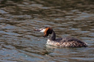 Podiceps cristatus (Grèbe huppé)