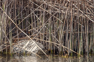 Rallus aquaticus (Râle d'eau)