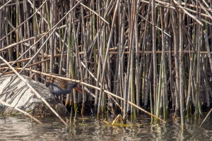 Rallus aquaticus (Râle d'eau)