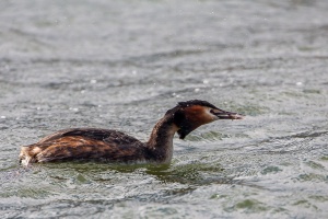 Podiceps cristatus (Grèbe huppé)