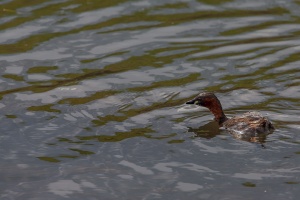 Tachybaptus ruficollis (Grèbe castagneux)