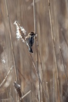 Emberiza schoeniclus (Bruant des roseaux)