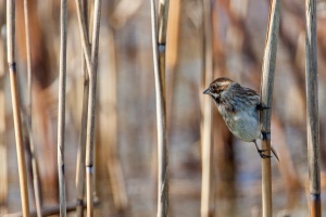 Emberiza schoeniclus (Bruant des roseaux)