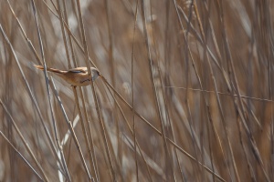 Panurus biarmicus (Panure à moustache)