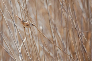 Panurus biarmicus (Panure à moustache)