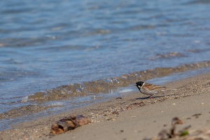 Emberiza schoeniclus (Bruant des roseaux)