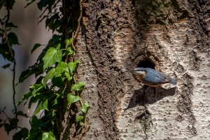 Sitta europaea (Sitelle torchepot)