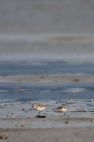 Charadrius dubius (Petit gravelot), Calidris alpina (Bécasseau variable)