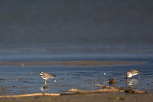 Charadrius dubius (Petit gravelot), Calidris alpina (Bécasseau variable)