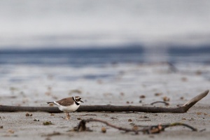 Charadrius dubius (Petit gravelot)