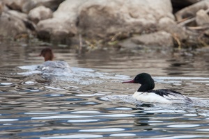 Mergus merganser (Harle bièvre)