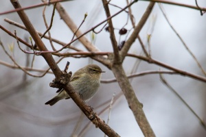 Phylloscopus collybita (Pouillot véloce)