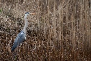 Ardea cinerea (Héron cendré)