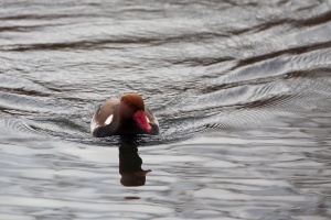 Netta rufina (Nette rousse)