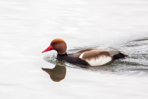 Netta rufina (Nette rousse)