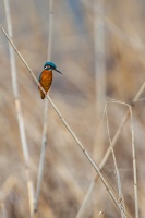 Alcedo atthis (Martin-pêcheur d'Europe)