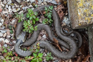 Natrix natrix (Couleuvre à collier)