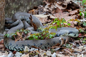 Natrix natrix (Couleuvre à collier)