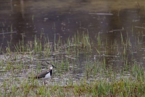 Vanellus vanellus (Vanneau huppé)