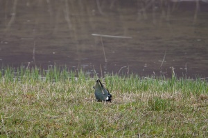 Vanellus vanellus (Vanneau huppé)