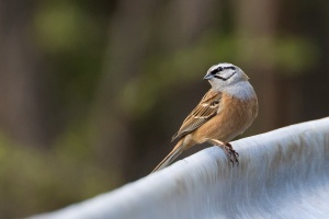  Emberiza cia (Bruant fou)