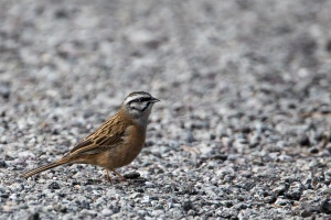  Emberiza cia (Bruant fou)