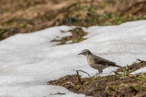 Anthus spinoletta (Pipit  spioncelle)