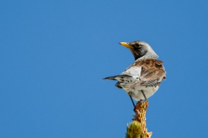 Turdus pilaris (Grive litorne)