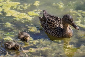 Anas platyrhynchos (Canard colvert)