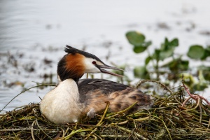 Podiceps cristatus (Grèbe huppé)