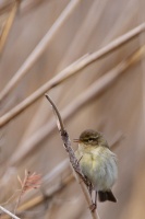 Phylloscopus collybita (Pouillot véloce)