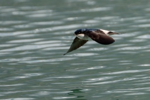 Delichon urbicum (Hirondelle des fenêtres)