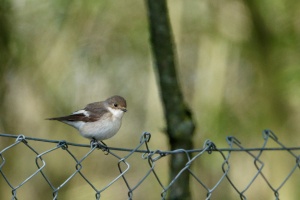 Ficedula hypoleuca (Gobemouche noir)