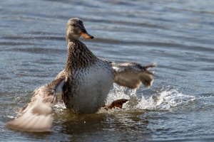 Anas strepera (Canard chipeau)