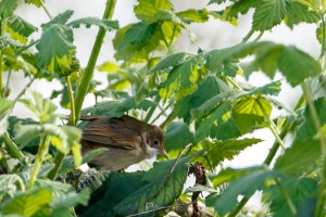 Sylvia communis (Fauvette grisette)