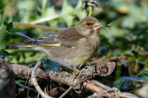 Chloris chloris (Verdier d'Europe)