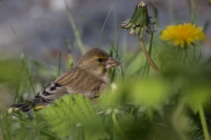 Chloris chloris (Verdier d'Europe)