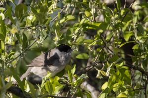 Sylvia atricapilla (Fauvette à tête noire)