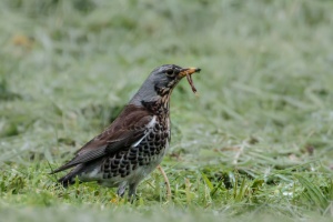 Turdus pilaris (Grive litorne)