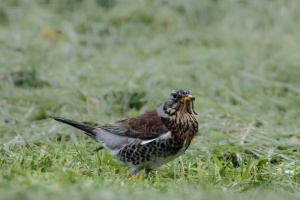 Turdus pilaris (Grive litorne)