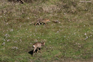 Capreolus capreolus (Chevreuil), Vulpes vulpes (Renard)