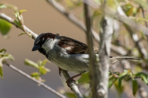 Passer domesticus (Moineau domestique)