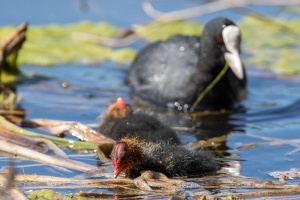 Fulica atra (Foulque macroule)