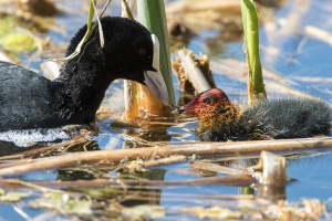 Fulica atra (Foulque macroule)