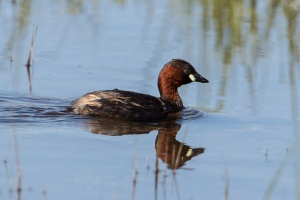 Tachybaptus ruficollis (Grèbe castagneux)