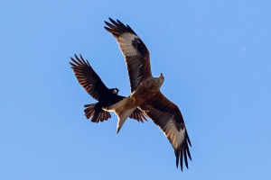 Milvus milvus (Milan royal), Corvus frugilegus (Corbeau freux)