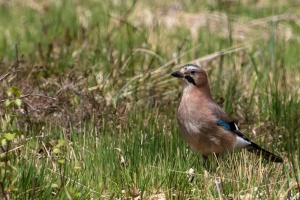 Garrulus glandarius (Geai des chênes)