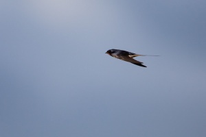 Hirundo rustica (Hirondelle rustique)