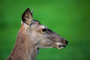 Cervus elaphus (Cerf)