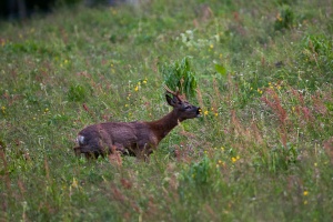 Capreolus capreolus (Chevreuil)